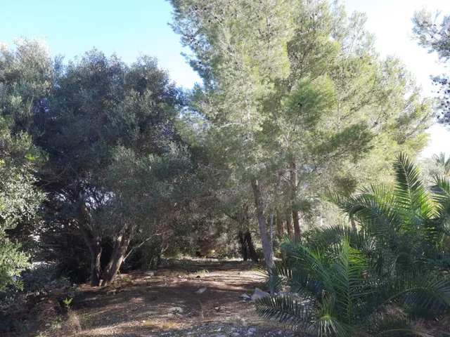 Parcela en zona Corral de calafat — 15
