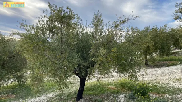 Olivar intensivo cerca de Baena — 6
