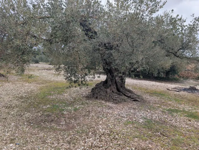 Terreno rural en venta - Traiguera - foto 3