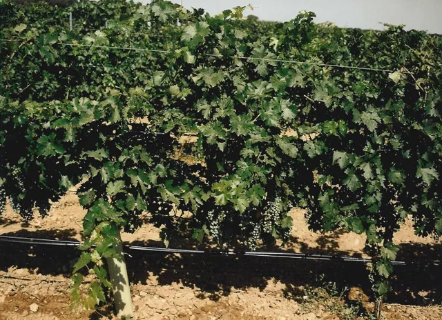 2 terrenos rústicos de uso agrario con un total de 324.946 m2 (32,49 Hectáreas) actualmente viñedos — 17