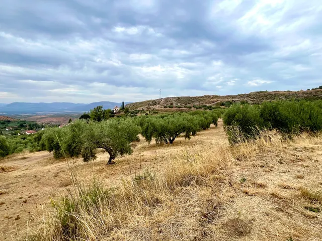 NIVAR - FINCA DE OLIVOS — 22