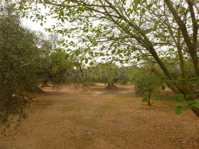 Finca rústica 2 habitaciones 100m² en venta - Camarles - foto 3