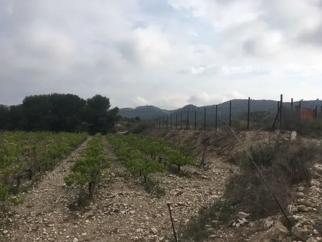 27.500 metros de terreno con plantacion de Uvas o para construir un Chalet — 9