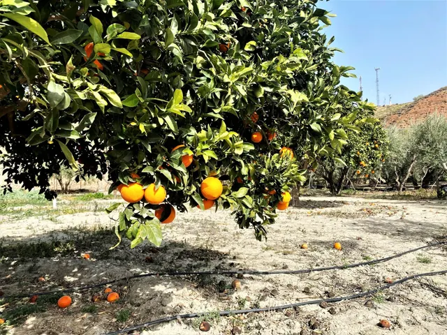 Se vende cortijo a distancia de a pie al pueblo — 35