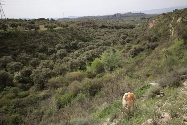 FINCA EN CORTIJO SAN JERÓNIMO (BARTODANO) — 26