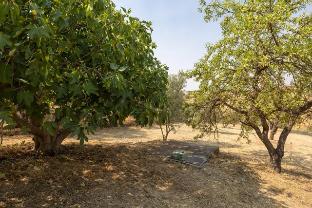 Encanto rústico con casita y olivos en Moraleja de Zafayona — 42