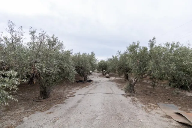 TERRENO EN PECHINA- CAMINO MARIANO — 15