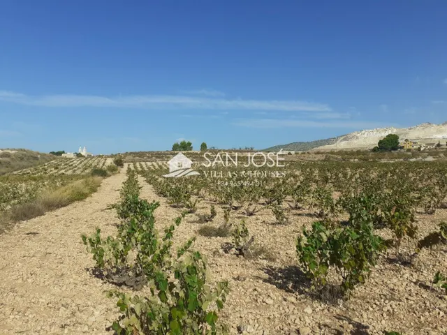 SE VENDE PARCELA EN PRODUCCION DE VIÑA MONASTRELL , ALGUEÑA