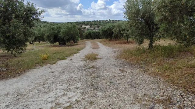 Venta de casa de campo y olivar — 5
