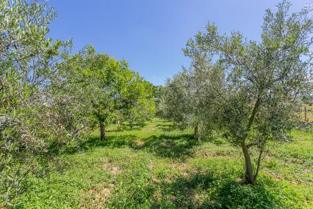 "¡Vive la vida en el campo! Terreno con casa de aperos y cultivos de olivos y frutales en ve — 23