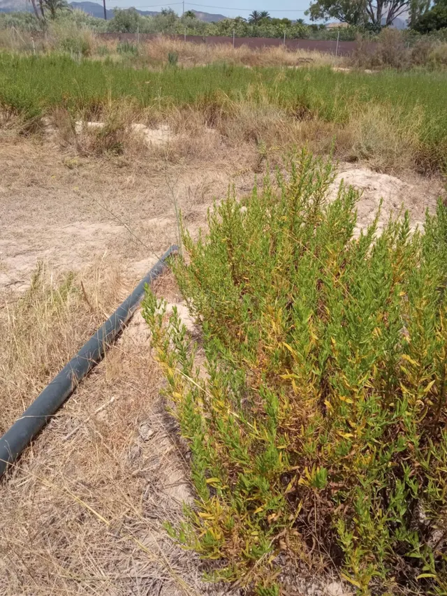 Parcela Rústica de 3.700m2 con Agua de Riego a 4,5 km de Mutxamel y a 9 km de la Playa — 16