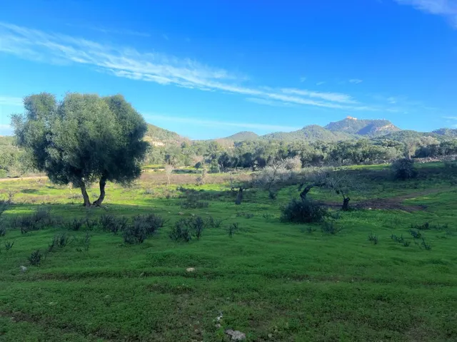 Terreno en Felanitx - foto 4