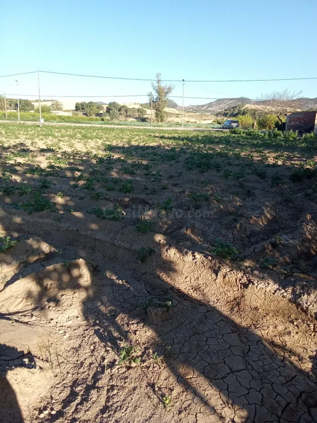 Finca Rústica con Casa para Reformar en Orihuela - foto 5
