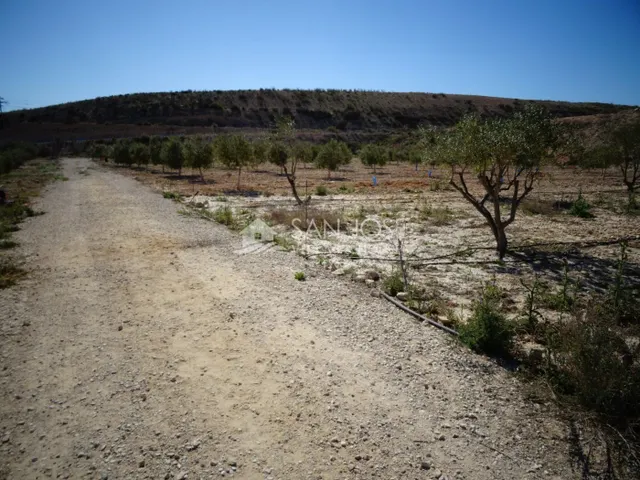 NUEVA PROPIEDAD EN VENTA DE TERRENO PLANTADO DE OLIVERAS CON - foto 5