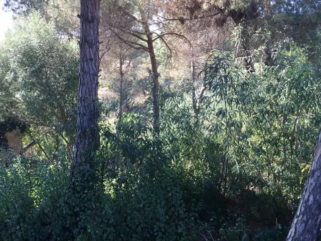 Terreno urbano en venta - Los pinares