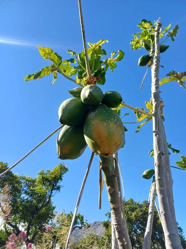 PARCELA DE TERRENO CON CASA CONSTRUIDA Y ARBOLES FRUTALES — 10