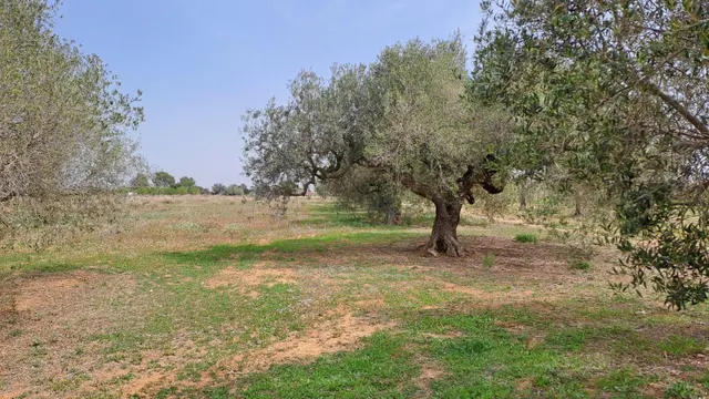 Finca rústica en venta en Constanti — 14