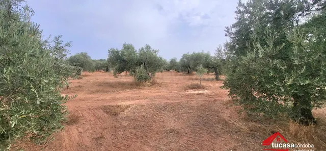 FINCA OLIVAR EN MONTORO: PRODUCCIÓN, RENTABILIDAD Y GRANDES  - foto 4