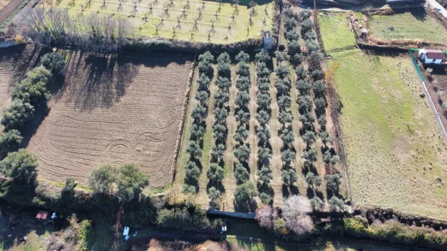 OLIVAR EN LA ZUBIA DE 3.597 M2 — 20