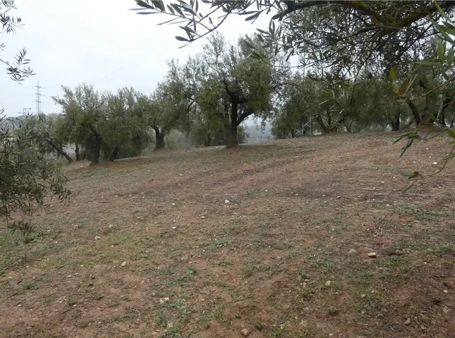 Finca rústica en Peligros – Ideal inversión o explotación agrícola — 26