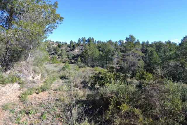 OCASION FINCA RUSTICA DE SECANO DE 2,4 HAS EN ASCO (Ribera d - foto 5