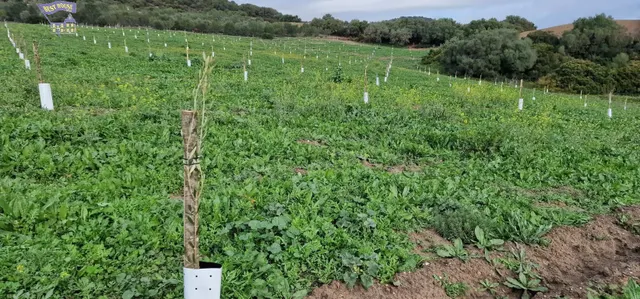 SE VENDE PARCELA EN CARRETERA ARCOS-ALGAR — 8