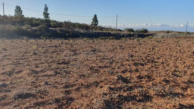 SE VENDE VIÑEDO EN VILAFLOR - foto 4