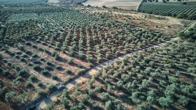 Finca rústica de 16.000 m2 junto a Almensilla. — 10