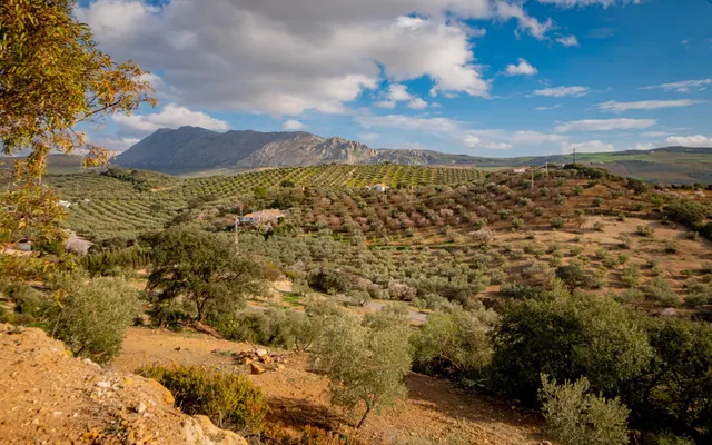 VENTA DE FINCA RUSTICA EN LA ZONA DE LA SIERRA DEL TORCAL — 12