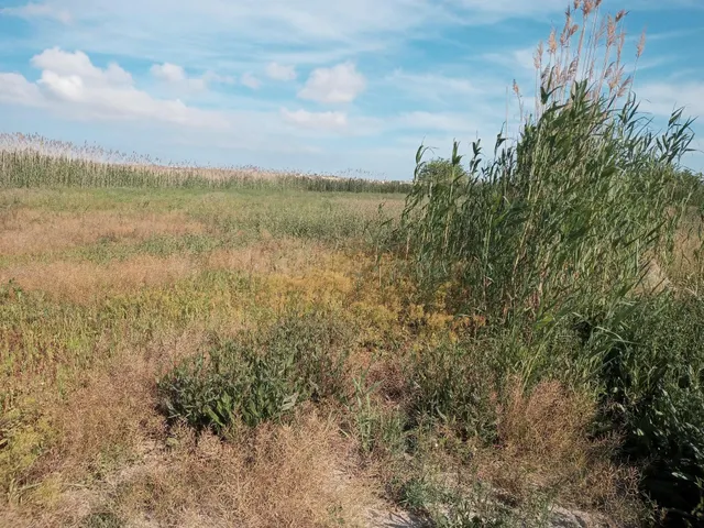 Terreno rural en venta - La Hoya-Daimes-El Derramador - foto 5