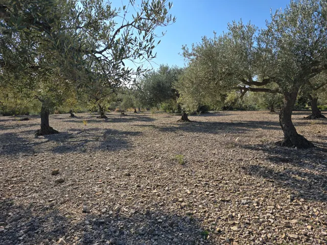 FINCA DE 5 HA EN FREGINALS CON CASA — 7