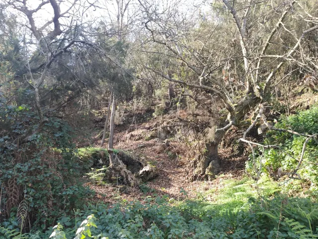 TERRENO EN LA OROTAVA, AGUAMANSA — 12