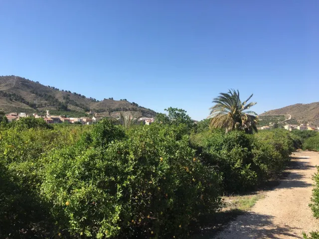 SE VENDE TERRENO PLANTADO DE LIMONEROS — 19
