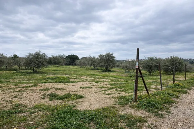 Terreno vallado de 702 m2 con 30 olivos de calidad y múltipl - foto 4