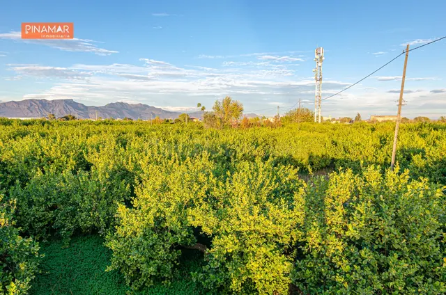 Venta de Parcela en producción de 150 limoneros Ecológicos. - foto 5