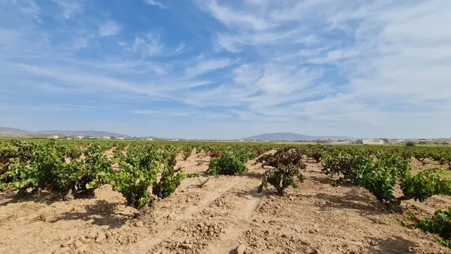 Terreno rústico en venta cerca Pinoso (Alicante) — 13