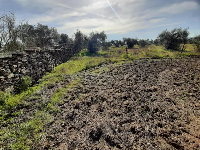 Olivar con una construcción para reformar de unos 26 metros - foto 5