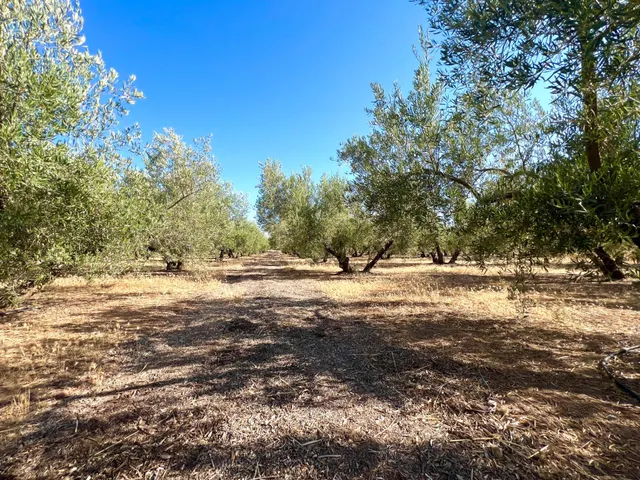 ALBOLOTE - PANTANO CUBILLAS — 42