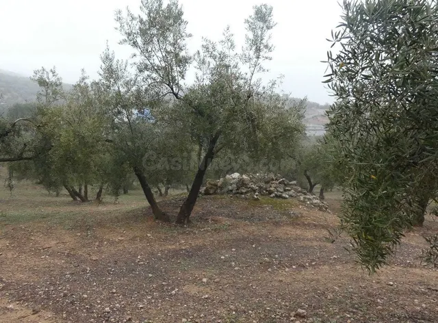 Finca rústica en Peligros – Ideal inversión o explotación ag