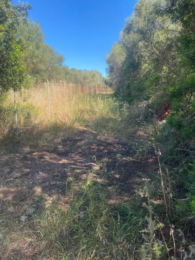 Finca rustica edificable en Felanitx — 6