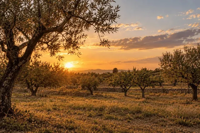Finca rústica ideal para caballos, en Palma — 15