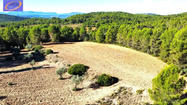 EN VENTA FINCA DE VIÑEDOS EN COFRENTES DE 209 HECTAREAS - foto 5