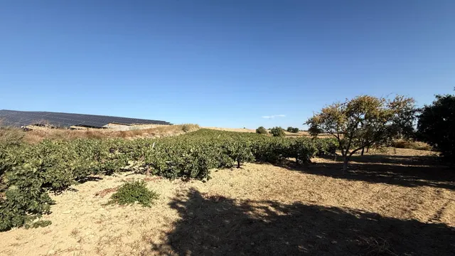 FINCA DE VIÑEDOS Y ÁRBOLES FRUTALES EN LA PALMA DEL CONDADO HUELVA — 24