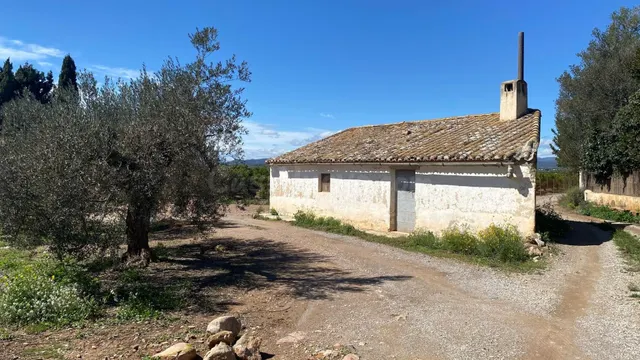 Campo de mandarinos de la variedad "clemenules" en su mayor 