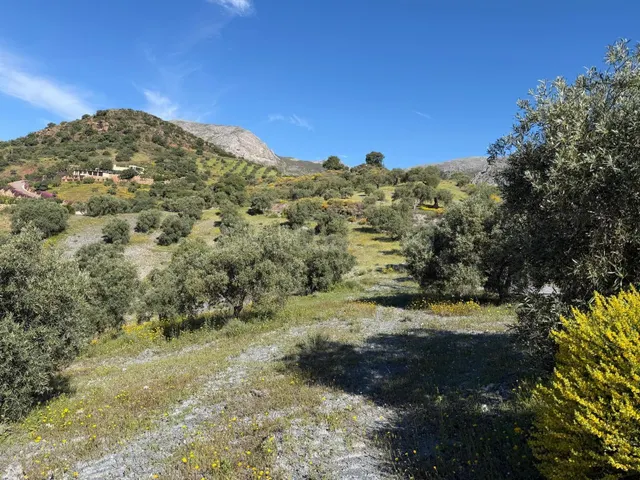 Finca rústica en venta en Álora – 6,22 ha con 1.000 olivos y - foto 5