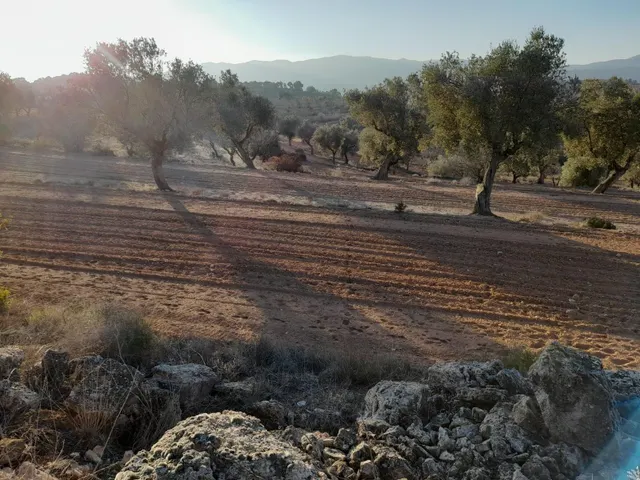 OCASION GRAN  FINCA EN PRODUCCION DE 8,4 HAS. EN CORBERA D´EBRE — 6