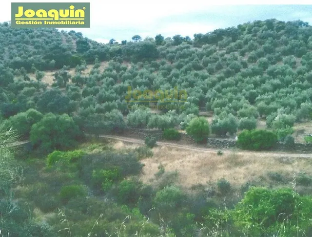 FINCA DE 13.272 METROS DE TERRENO VALLADA EN MONTORO. - foto 2