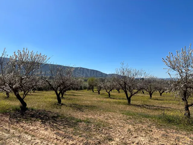 VENTA DE FINCA RUSTICA DE 6,5 HECTAREAS DE ALMENDROS Y ALGUNOS OLIVOS EN DILAR — 4