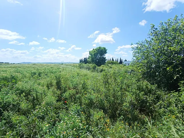 🌱ASOMBROSA PARCELA DE 3353 m2 EN EL MARQUESADO (MIRALAMAR)🌱 - foto 5