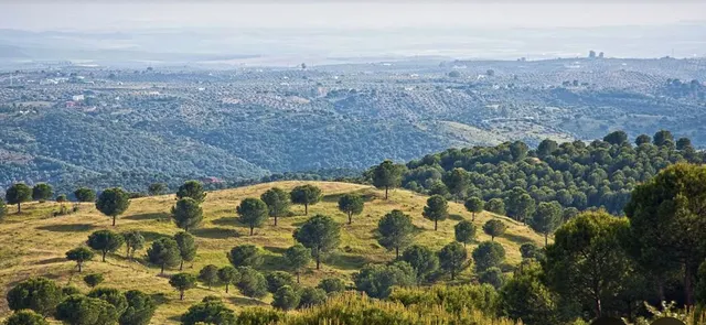 Parcela en venta - Andalucia — 15